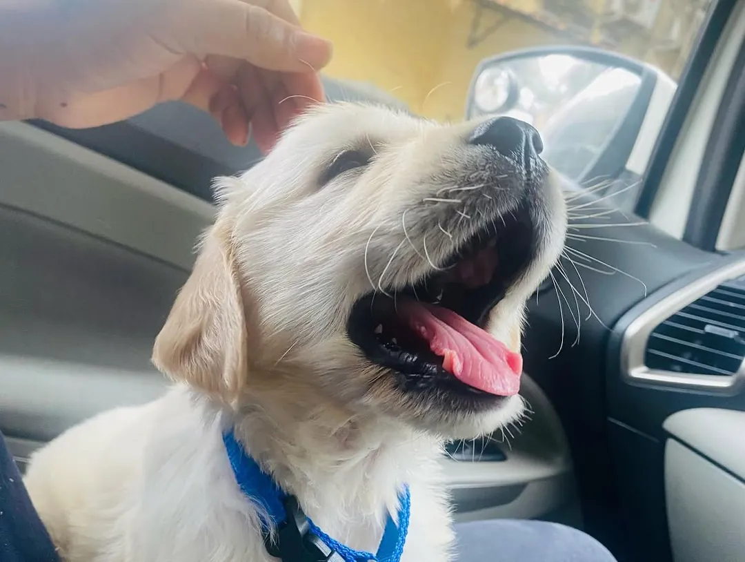 Puppy Dexter getting a head pat in the car, mouth open in a big smile.