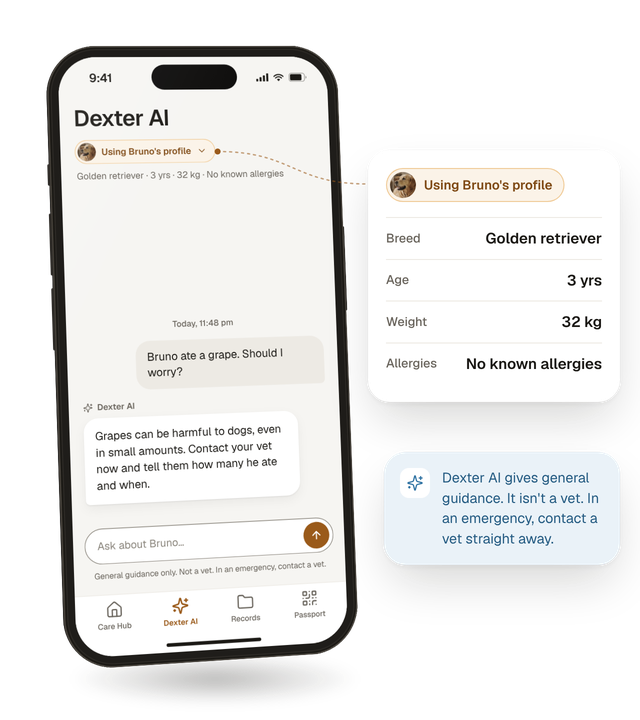 A Dexter AI chat that shows it's using Bruno's profile, with a calm answer to a question about his diet.